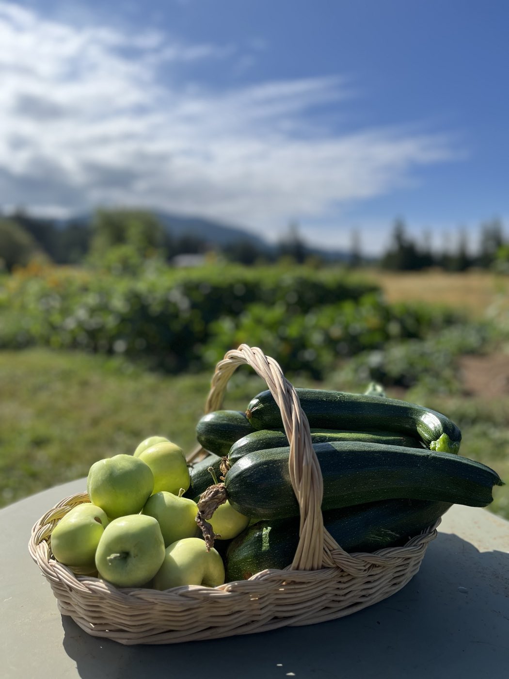 A basket of zucchini and apples on a table with the hills beyond