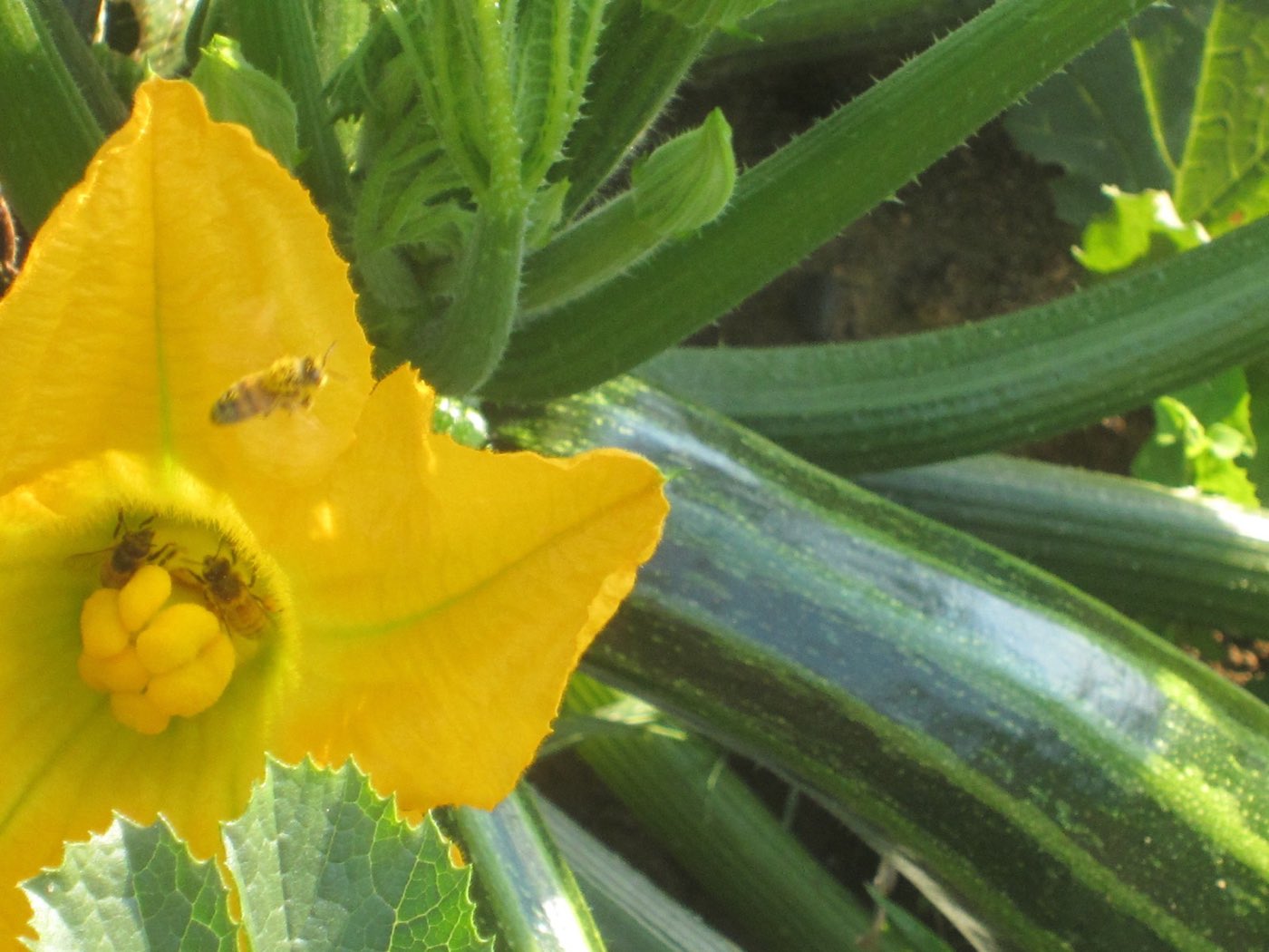 A bee working a squash blossom beside young zucchini