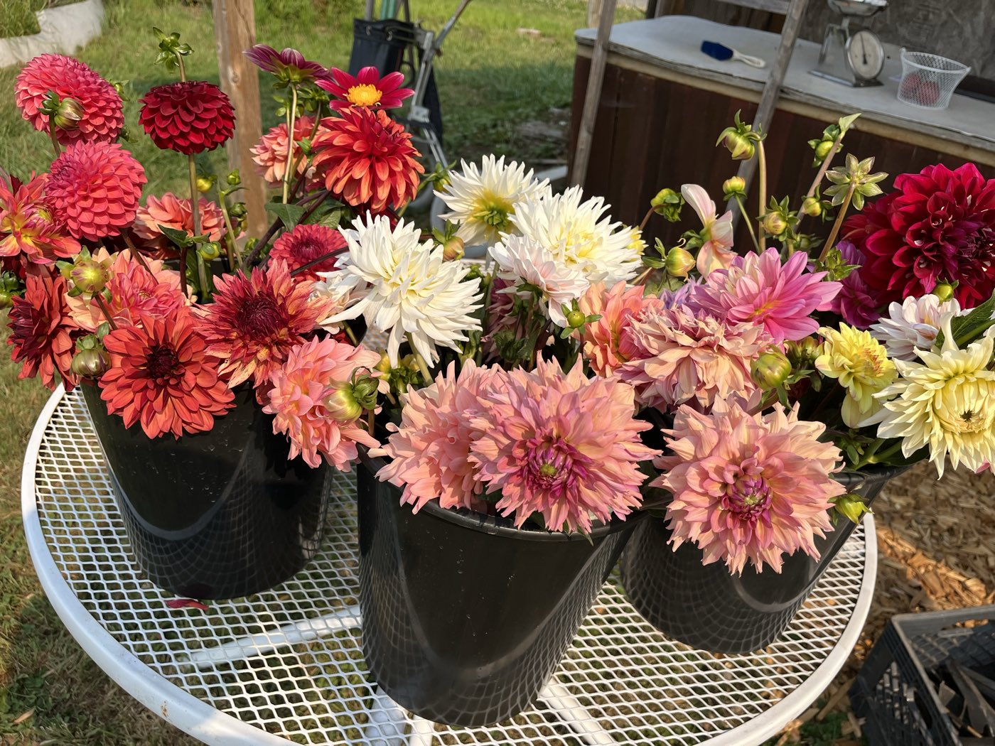 Buckets of freshly cut dahlias on the table at the flower stand