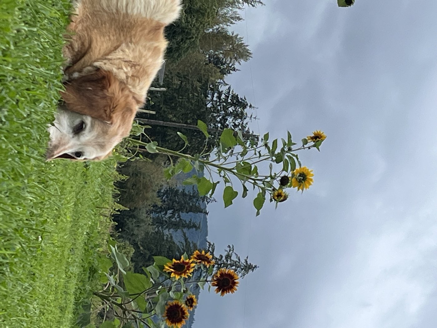 The farm dog lying in the grass below the sunflower row