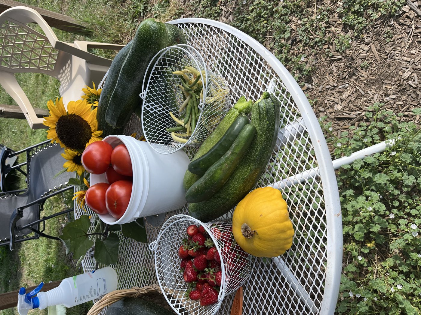 A table of just-picked tomatoes, zucchini, strawberries and a sunflower