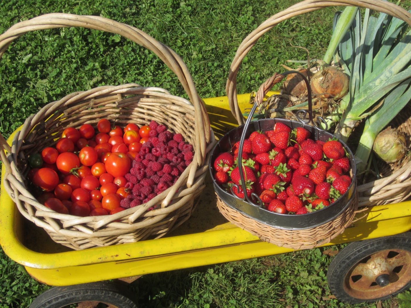 A wagon loaded with baskets of just-picked tomatoes, raspberries, strawberries, onions and leeks
