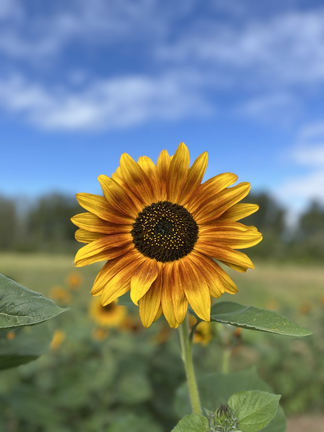 A sunflower in full bloom against a blue sky in the flower rows