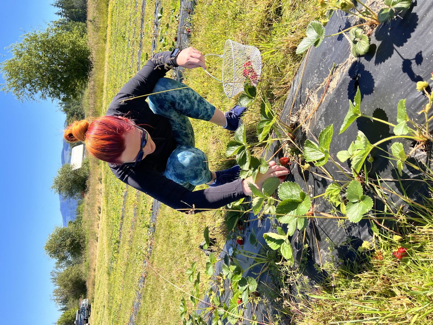 Picking strawberries with the foothills behind the field
